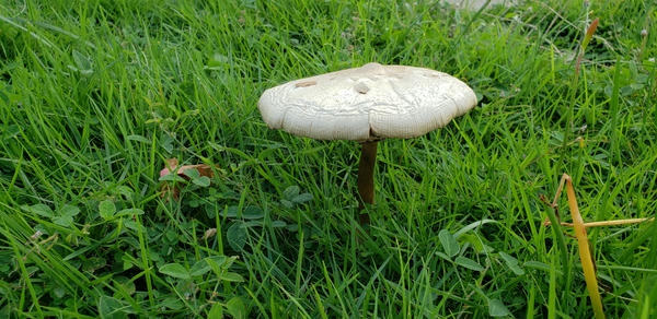 mushroom